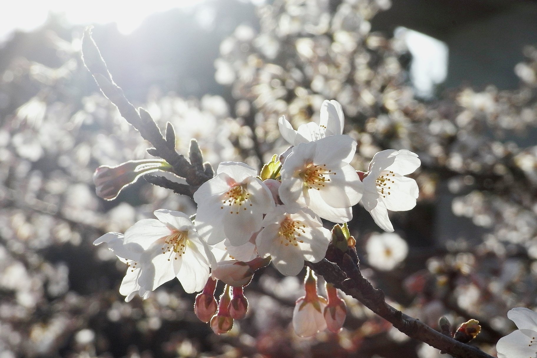 桜　咲き始め