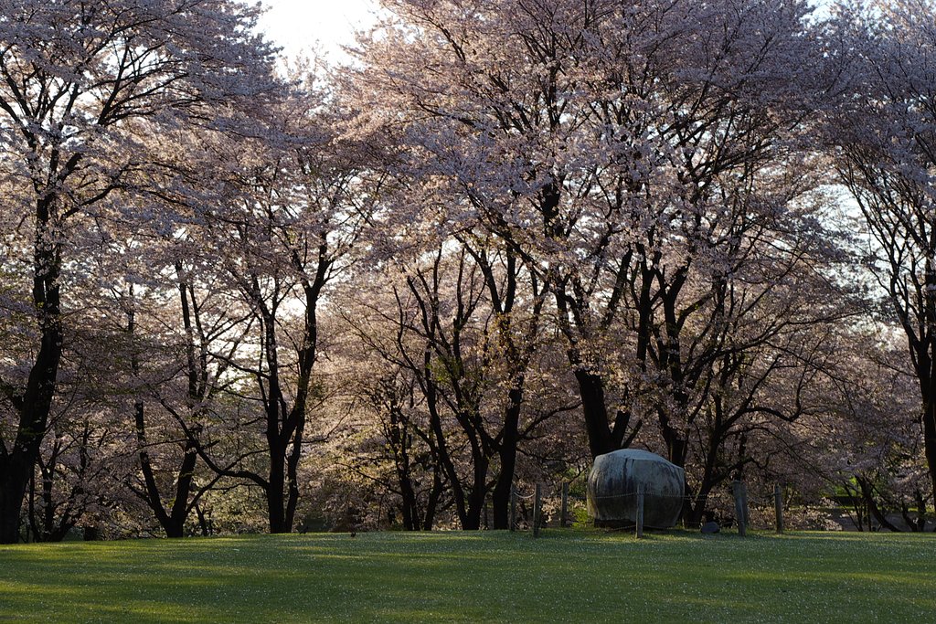 桜林