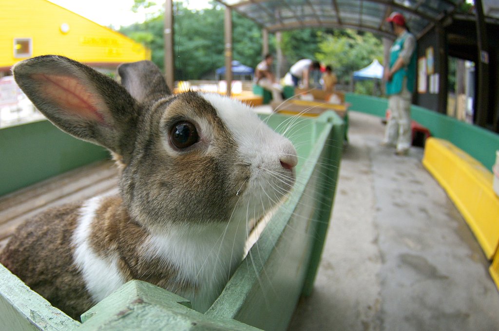 ぱっちり