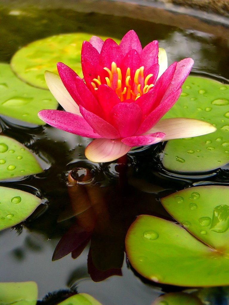 何十年かぶりの睡蓮の花