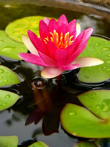 何十年かぶりの睡蓮の花