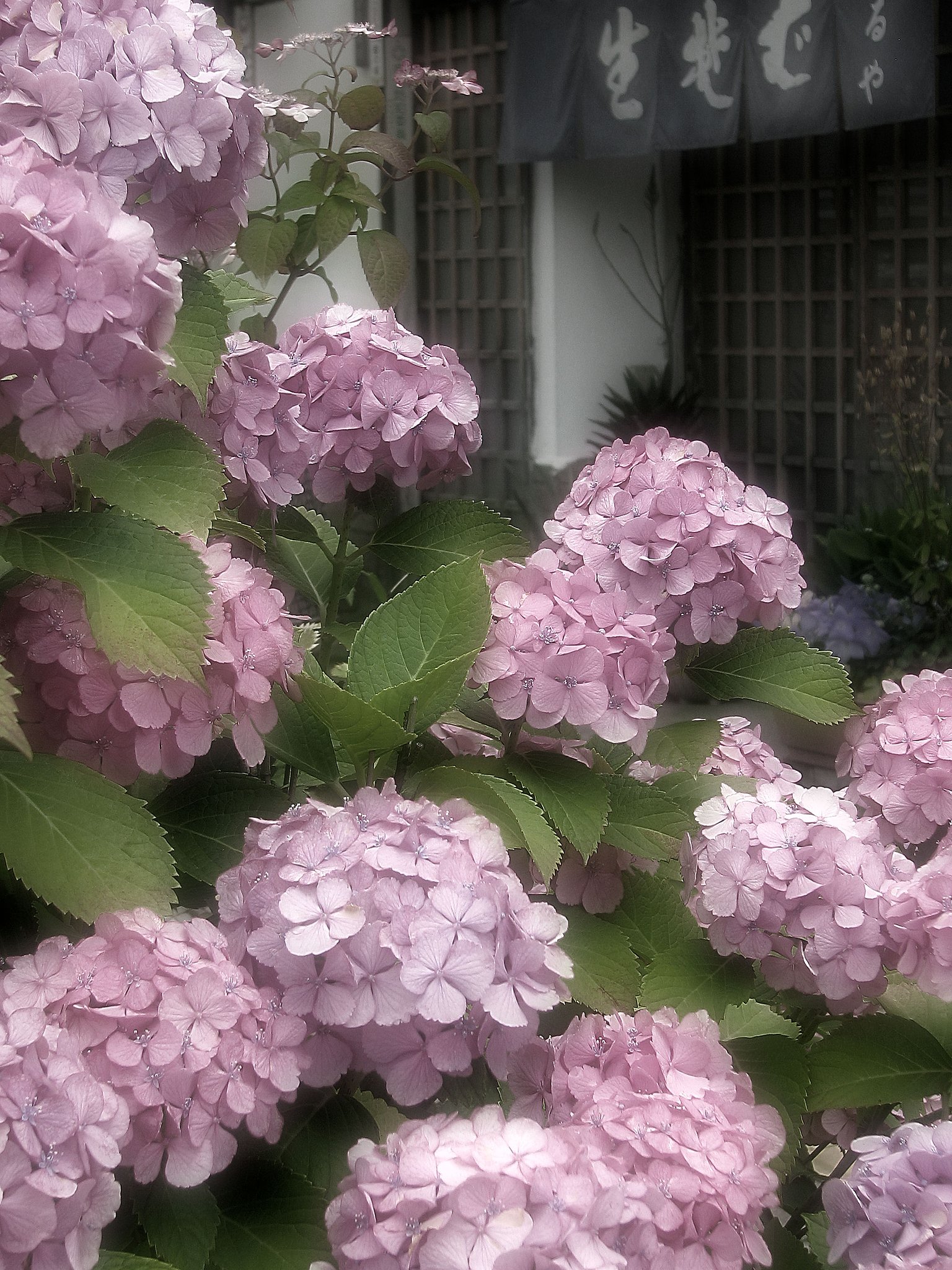 お蕎麦屋さんの花
