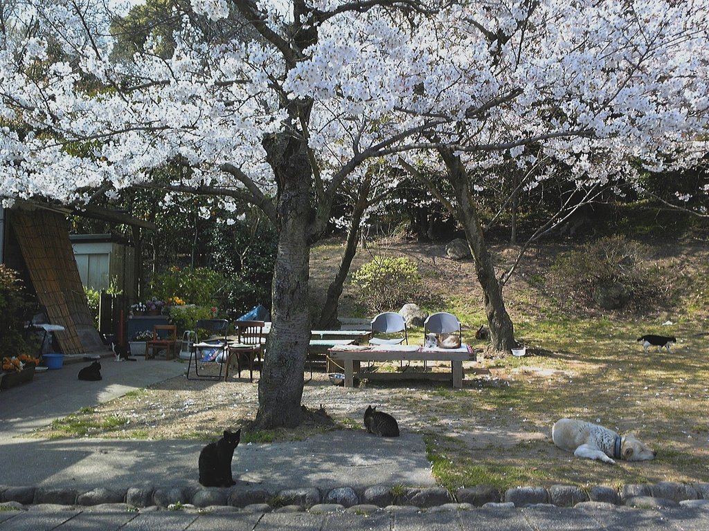 サクラ　ネコ　イヌ　サクラ