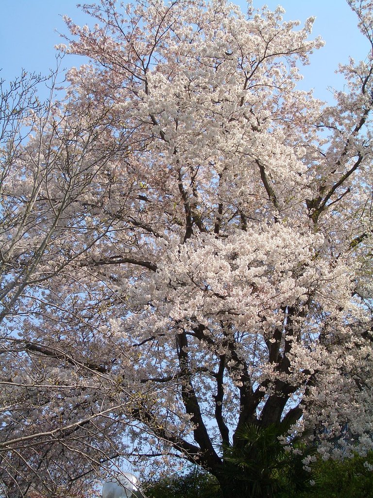 満開のサクラ