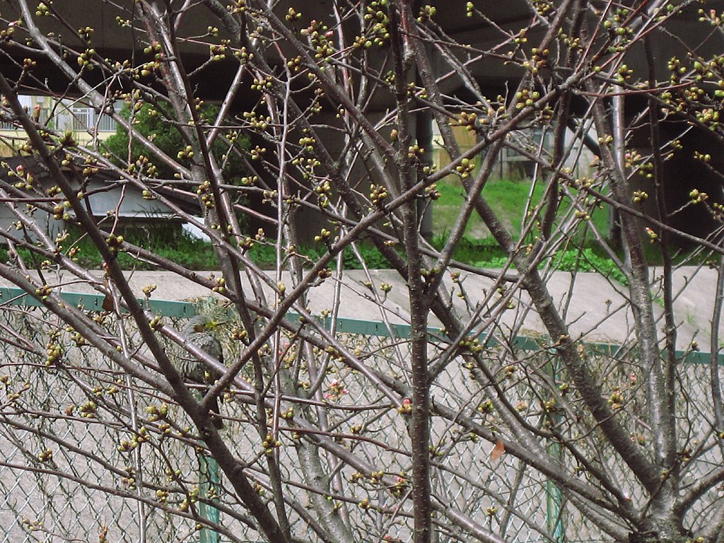 桜の木に
