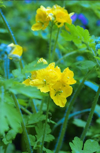 花の名前は？