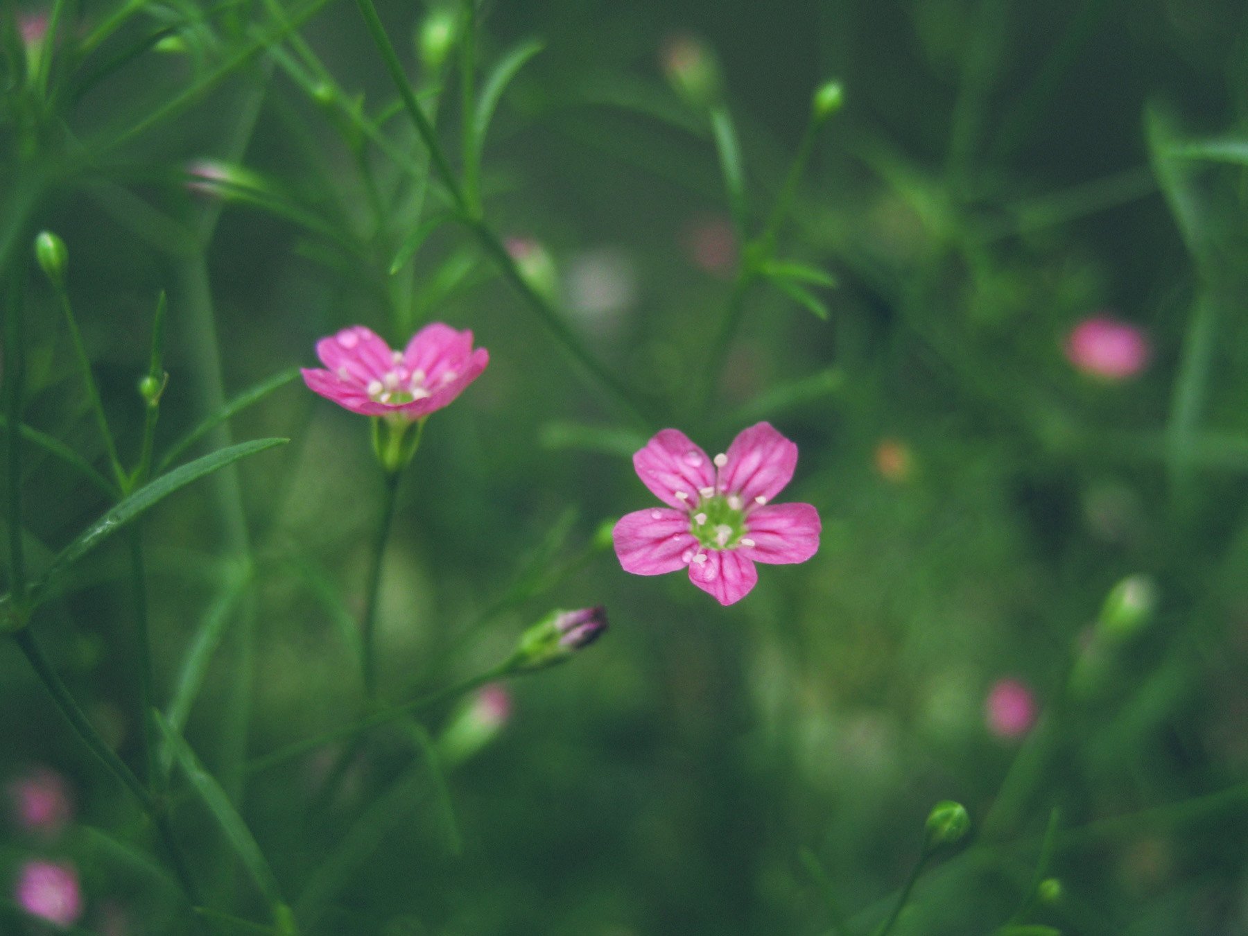 手強いミニ花（名前判りません）