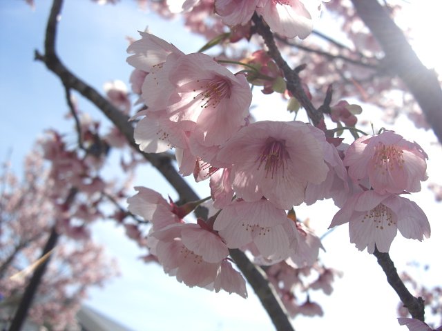 淡い桃色吐息