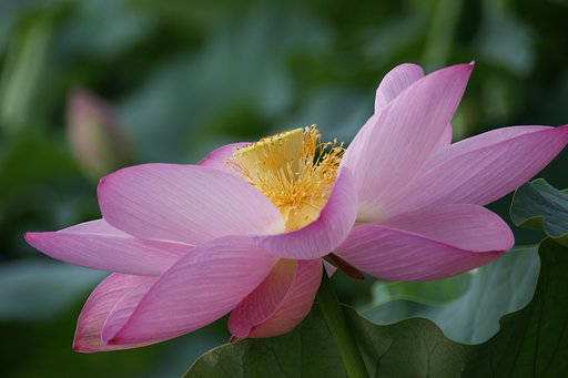 蓮の花。