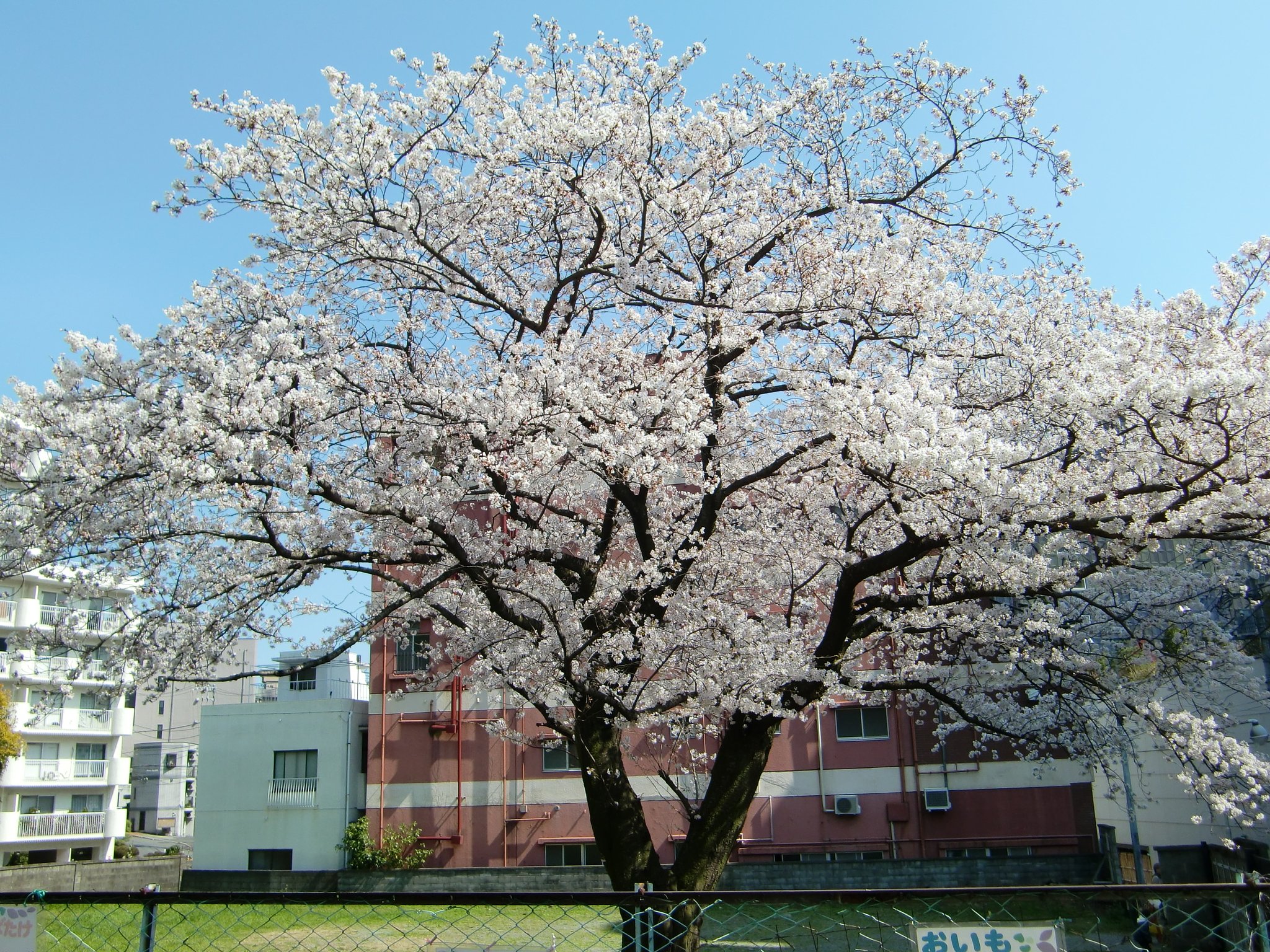空地の桜