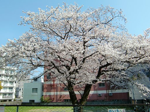 空地の桜