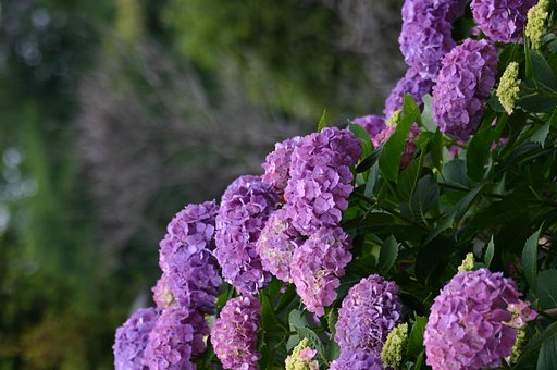 変わり往く色達〜紫陽花