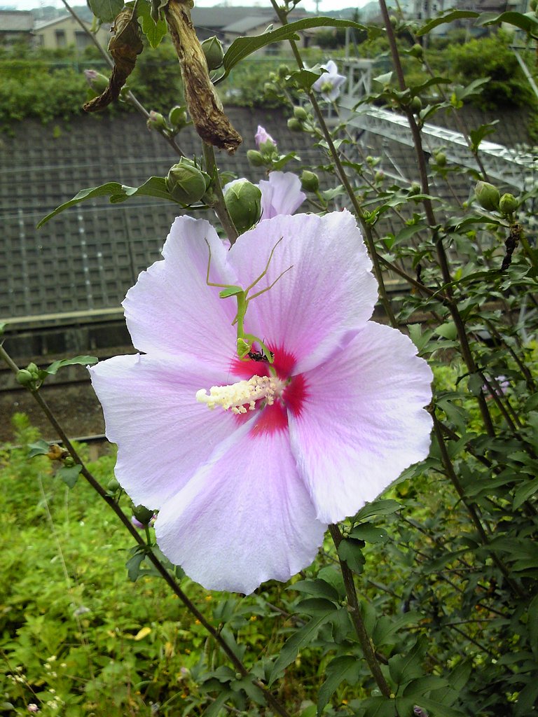 カマキリ