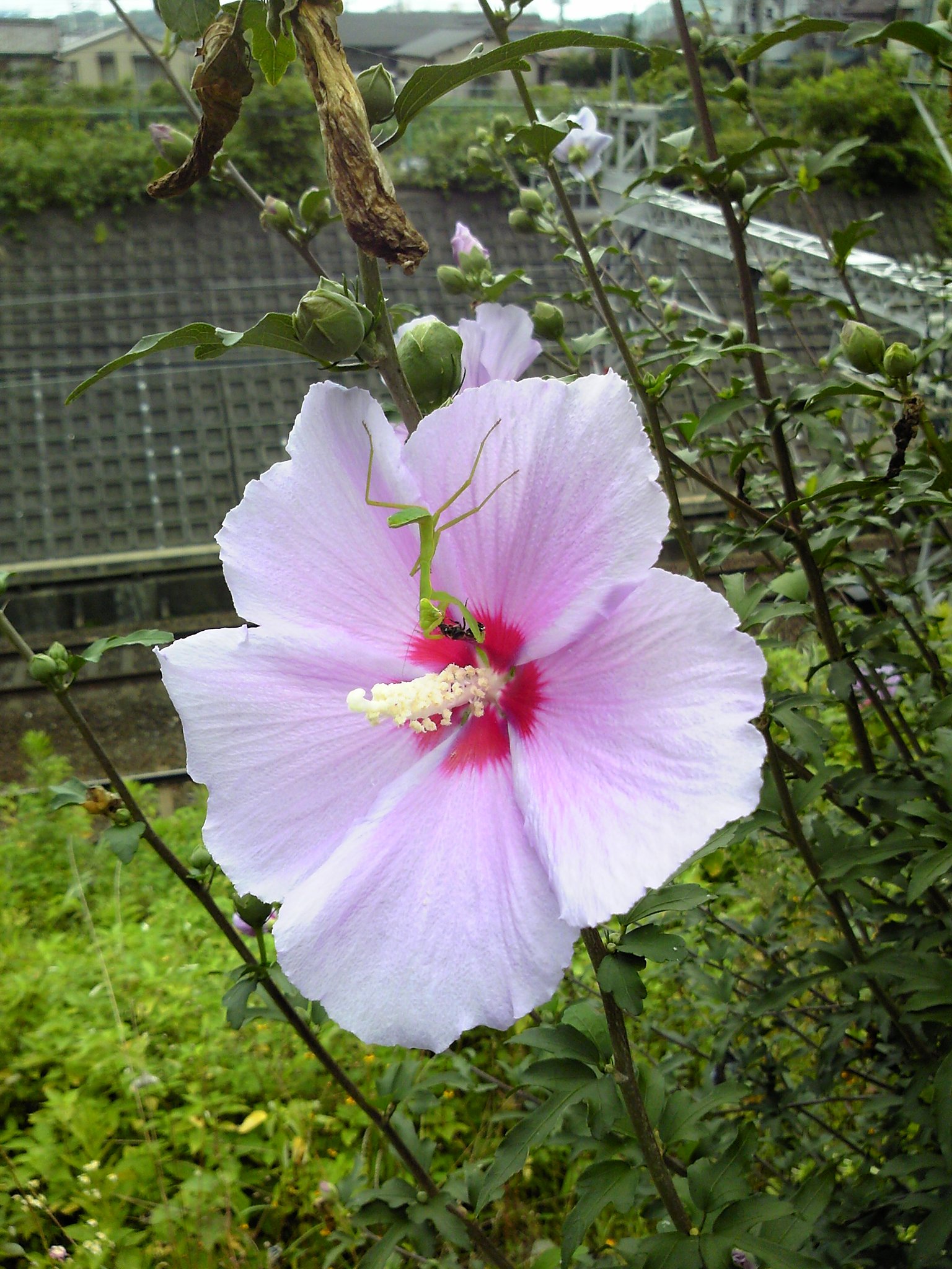 カマキリ