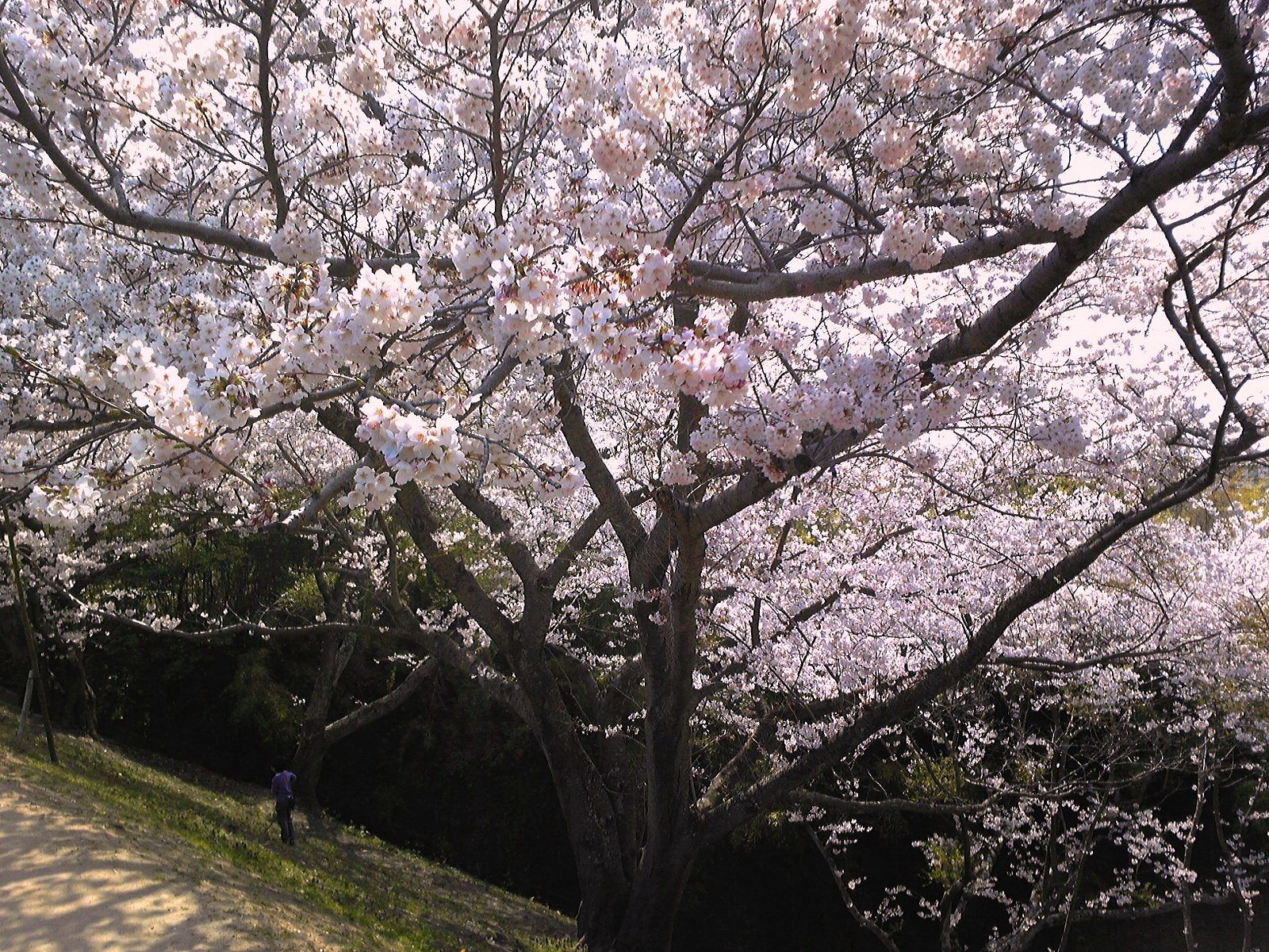 お花見の