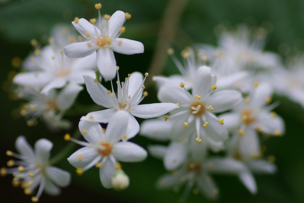 この花の名は