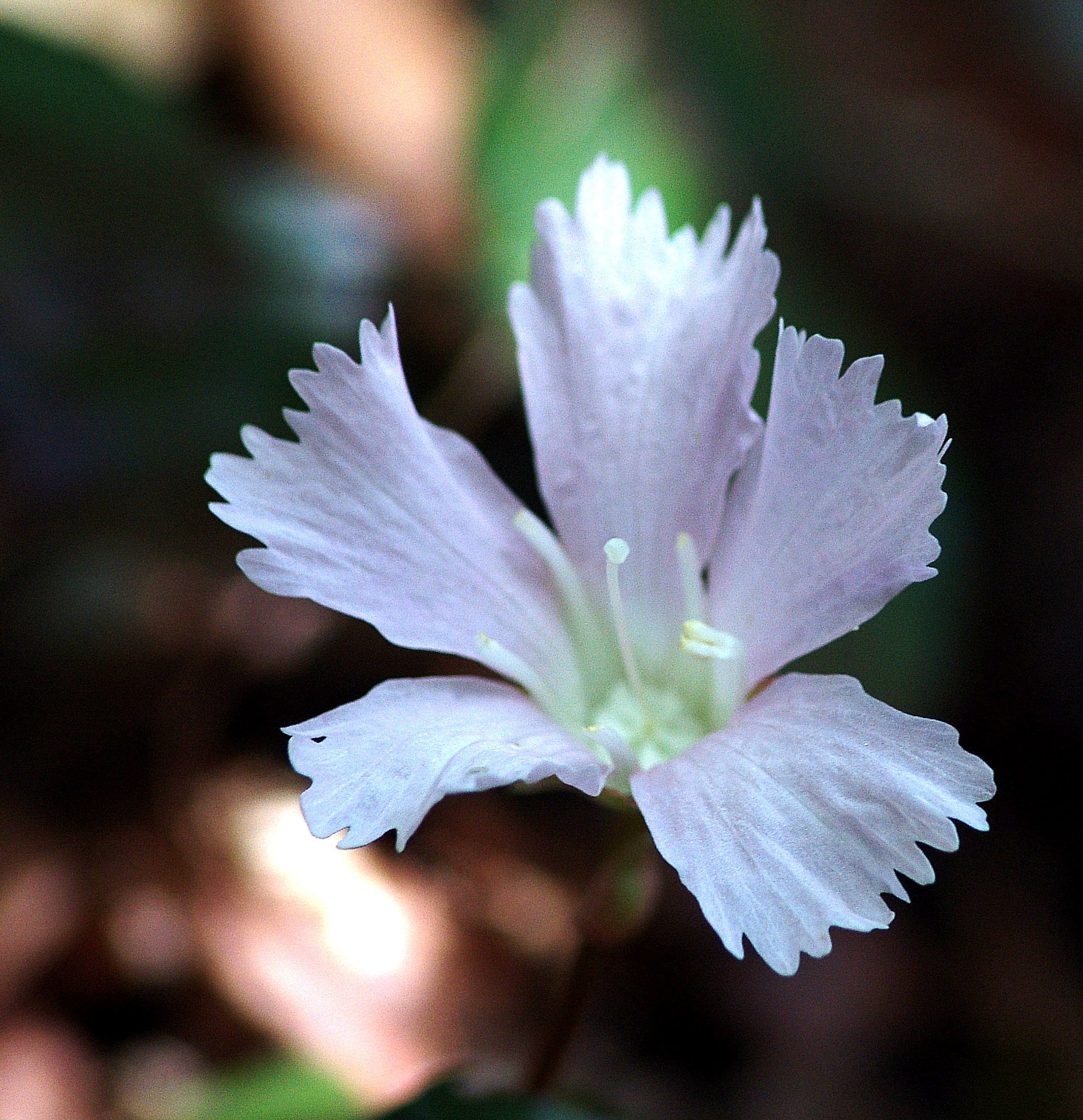 いまどき県北の花③