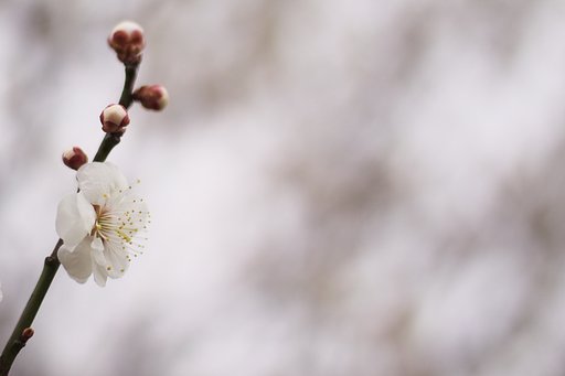春の色