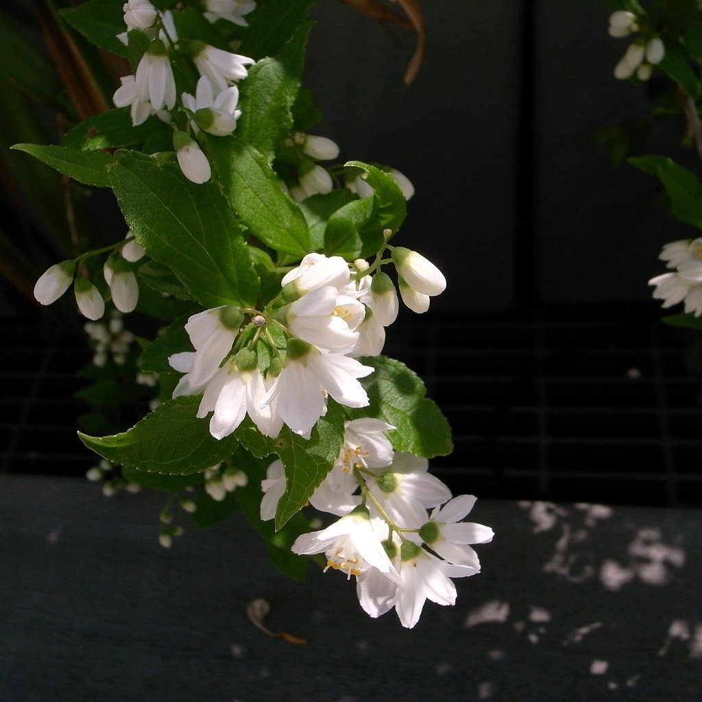 ヒメウツギの花でしょうか
