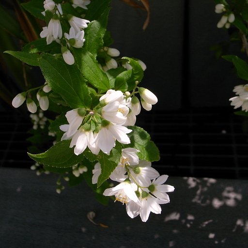 ヒメウツギの花でしょうか