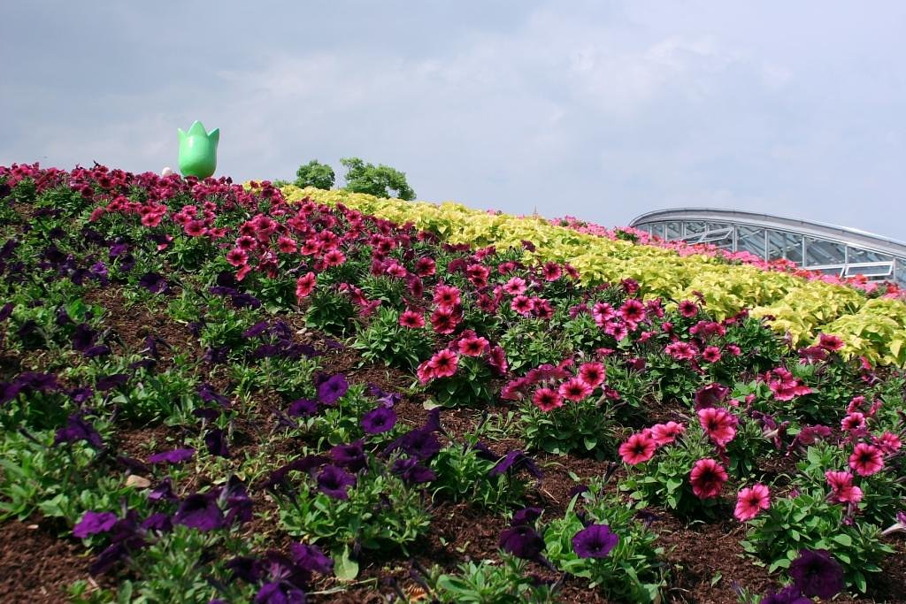 丘の花