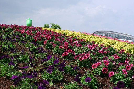 丘の花