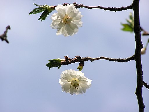 白き桜
