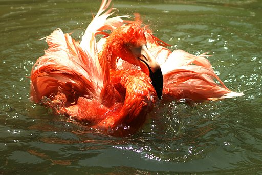 【水】火の鳥