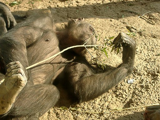 ◆冬の動物園から-49