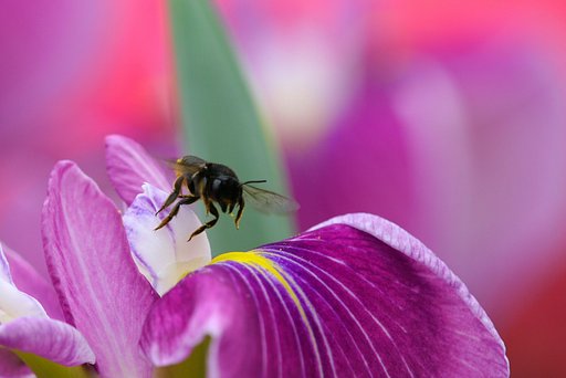 菖蒲めぐり