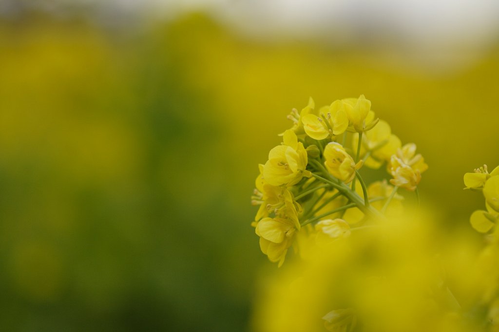菜の花畑