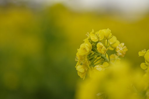 菜の花畑