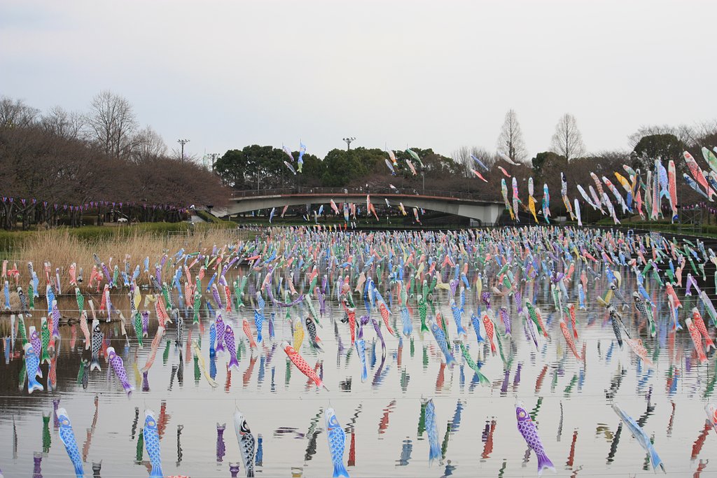 地元の鯉幟