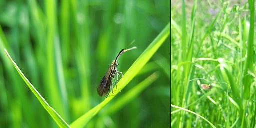 クロハネシロヒゲナガの♀アップと