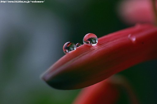 アエエの蕾