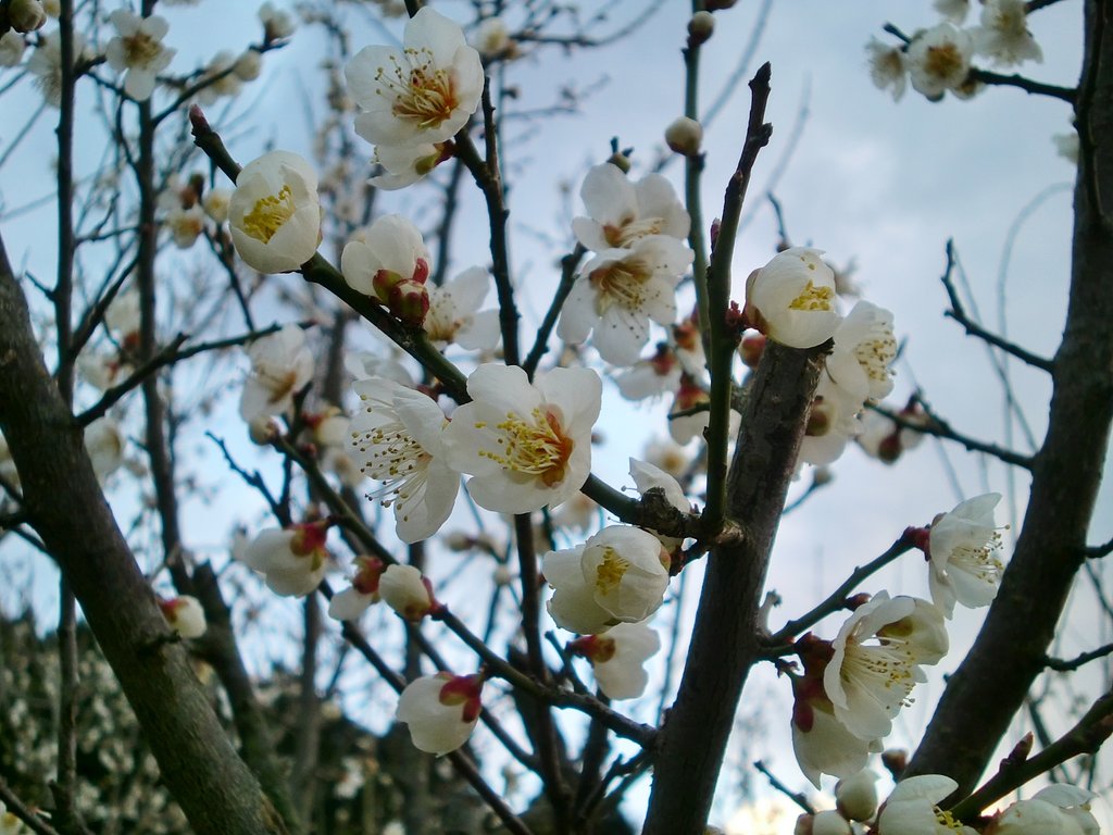 白梅の花