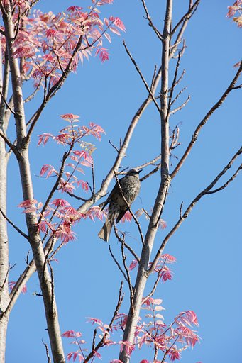 トウヘンボク
