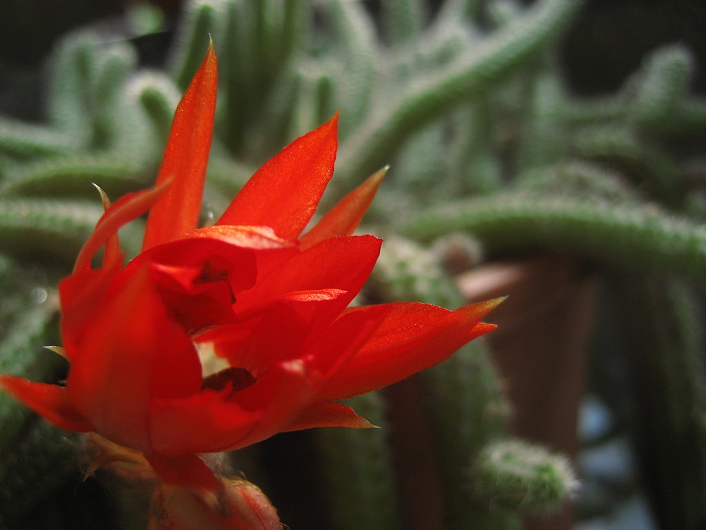 サボテンの花、真っ赤＾＾
