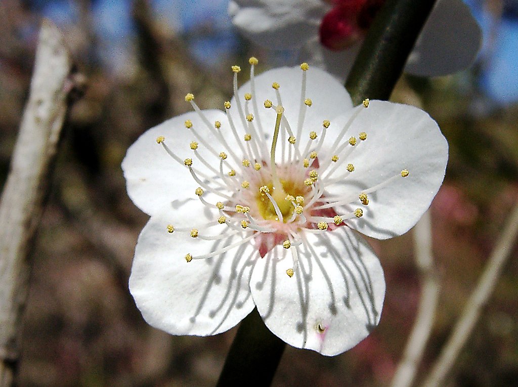 ★ウメの花くらべ-22 冬至