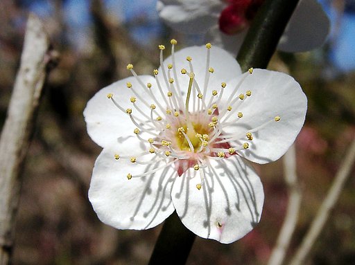 ★ウメの花くらべ-22 冬至
