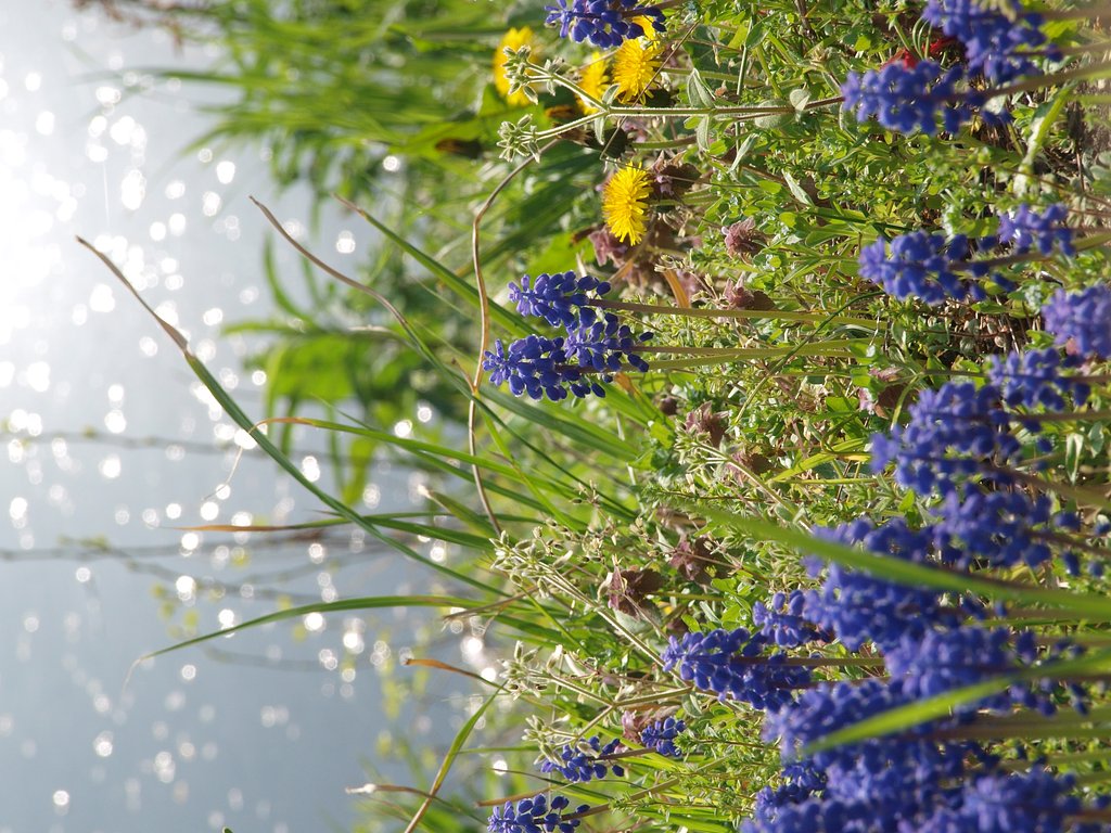春の野に