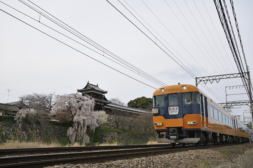 奈良郡山の桜