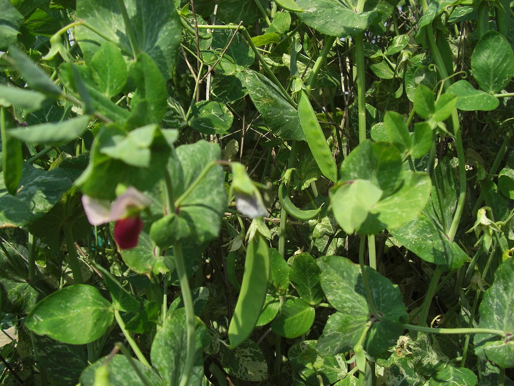 我が菜園（サヤエンドウー2）