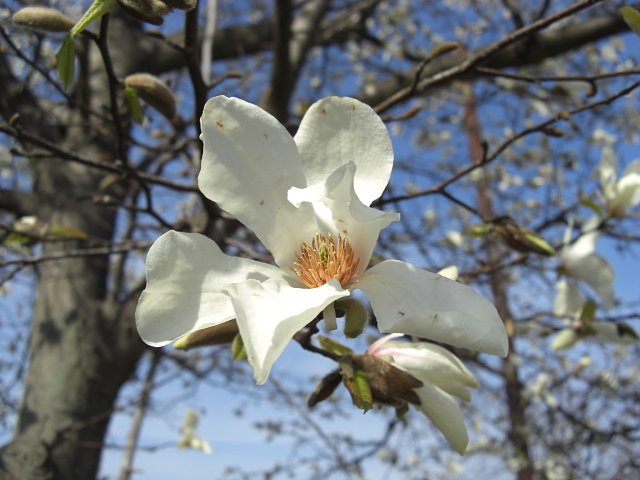 コブシの花