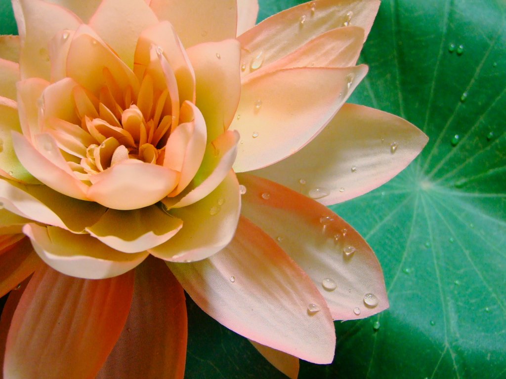 蓮の花もどき