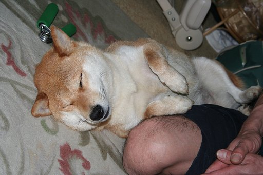 外では野生児の凛も