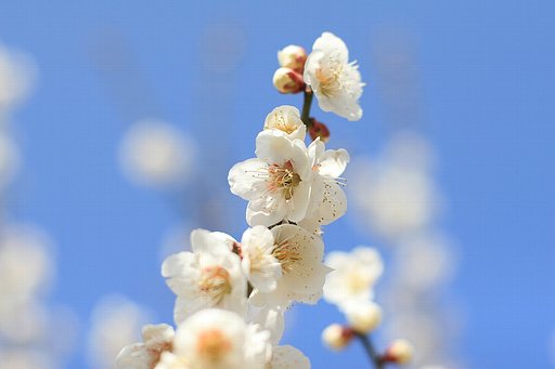 白梅
