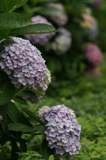 【水】水辺の紫陽花