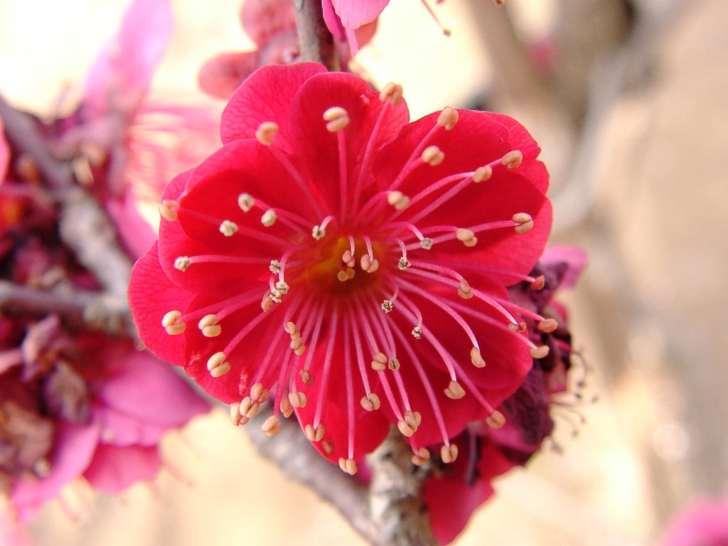 ★ウメの花くらべ-25 鹿児島紅