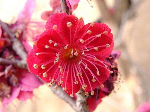 ★ウメの花くらべ-25 鹿児島紅